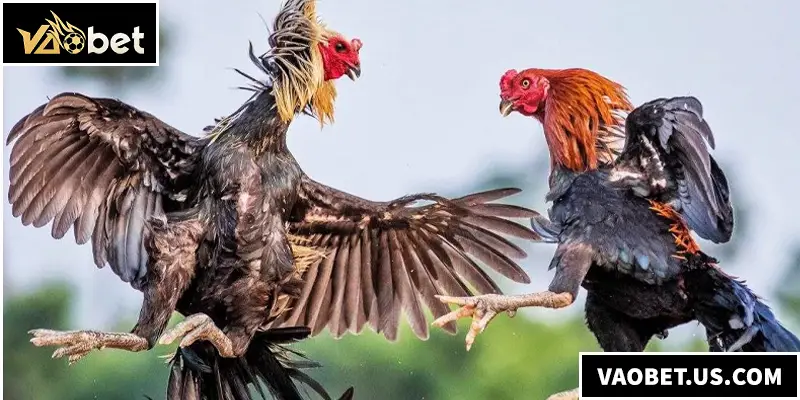 Đá gà đòn chính là sân chơi kịch tính bậc nhất giữa các chiến kê