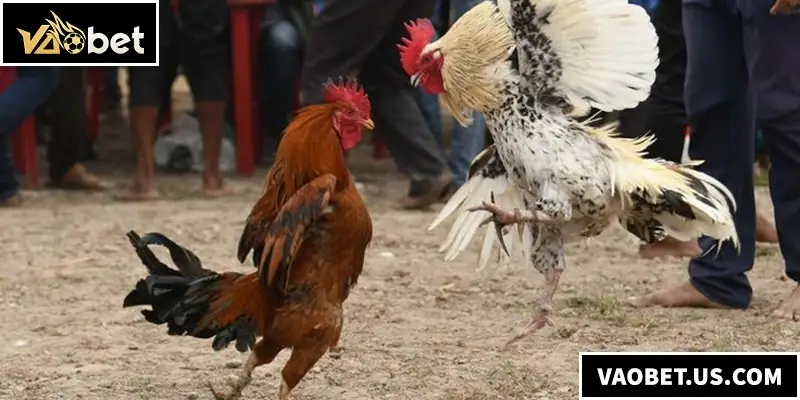 Đá Gà Đòn - Hướng Dẫn Kinh Nghiệm Đặt Cược Chiến Kê