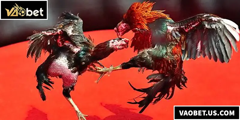 Đá Gà Thomo chính là sân chơi đá gà hấp dẫn bậc nhất đến từ xứ Campuchia