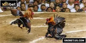 Đá Gà Thomo – Đấu Trường Sinh Tử Dành Cho Các Chiến Kê