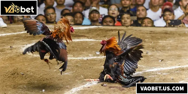 Đá Gà Thomo – Đấu Trường Sinh Tử Dành Cho Các Chiến Kê