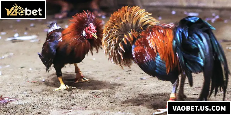 Đá Gà Tre - Địa Điểm Lý Tưởng Dành Cho Các Kê Thủ Đá gà tre chính là sân chơi đá gà hấp dẫn mà kê thủ không thể bỏ qua