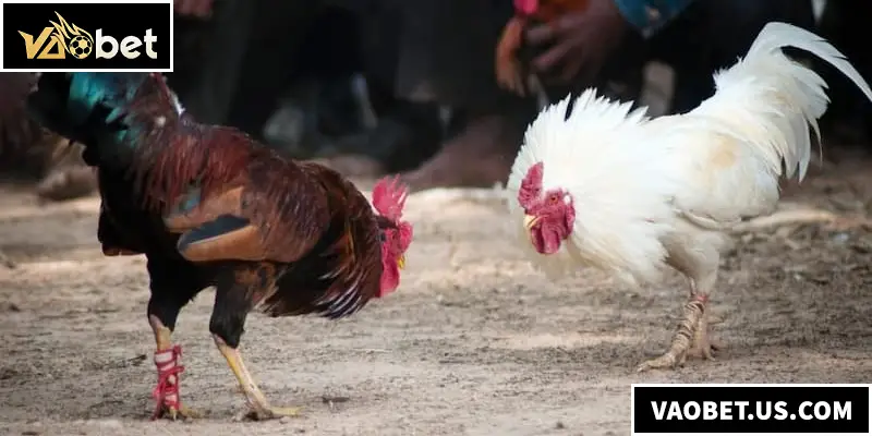 Đá Gà Tre - Địa Điểm Lý Tưởng Dành Cho Các Kê Thủ