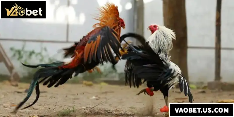 Đá Gà VAOBET - Trải Nghiệm Cá Cược Đá Gà Kịch Tính Nhất