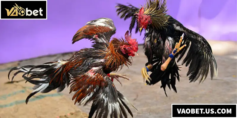Sân chơi đá gà VAOBET hấp dẫn của các chiến kê